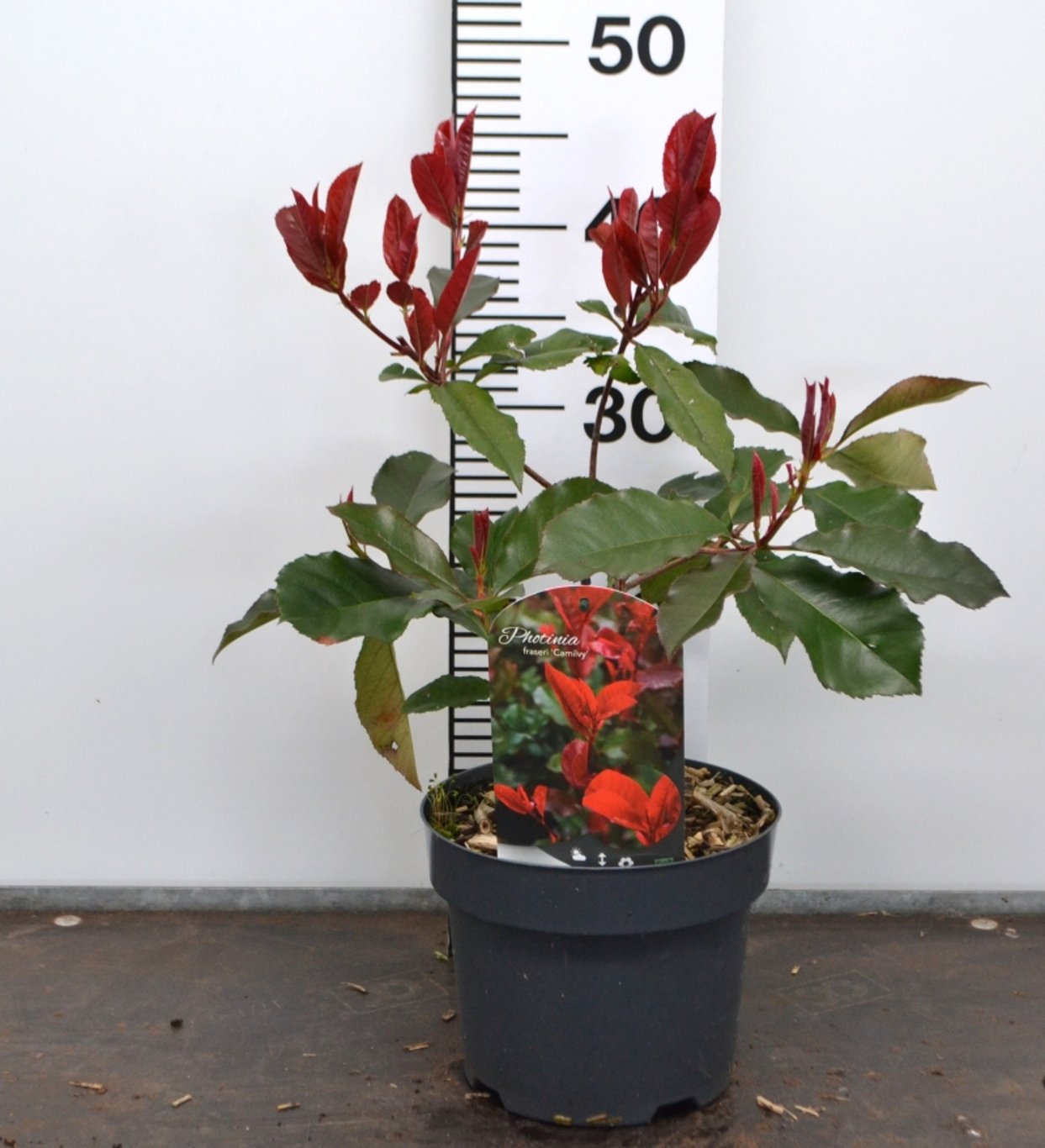 Photinia fraseri 'Camilvy' - C3 20-40 CM